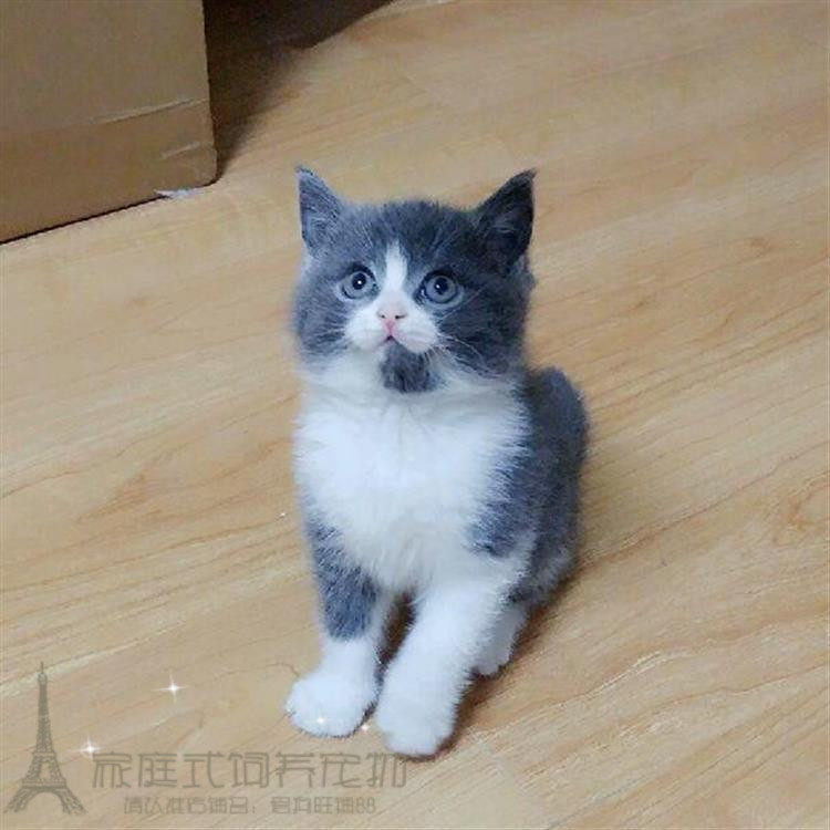 出售英国短毛猫纯种活体英短蓝白幼猫家养幼仔蓝白幼猫宠物猫p
