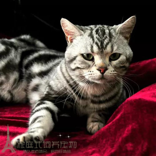 出售活体纯种银虎斑美国短毛猫