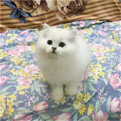 金吉拉高地折耳猫幼猫金吉拉幼猫立耳金吉拉幼猫活体宠物猫活体p