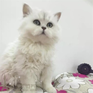 出售金吉拉幼猫活体纯种白色长毛猫家养大眼睛宠物猫包邮p