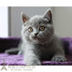 出售纯种英国短毛猫幼猫英短蓝猫立耳幼猫活体宠物猫包健康p