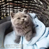出售纯种英国短毛猫幼猫英短蓝猫立耳活体幼猫宠物猫血统纯正p