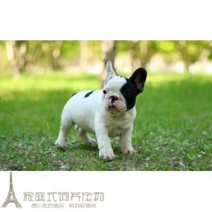 奶油法斗 活体宠物狗狗幼犬p 纯黑白牛 纯种法国斗牛犬幼犬出售