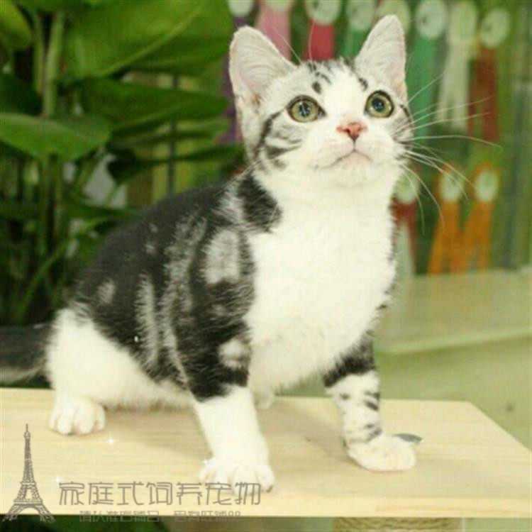 出售纯种银虎斑猫活体幼猫美短加白折立耳起司猫自家繁殖宠物猫p