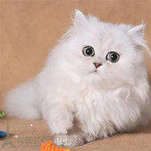 赛级出售纯种家养金吉拉活体 金吉拉长毛猫p 宠物猫咪幼猫活体