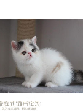 出售纯种活体幼崽异国短毛猫