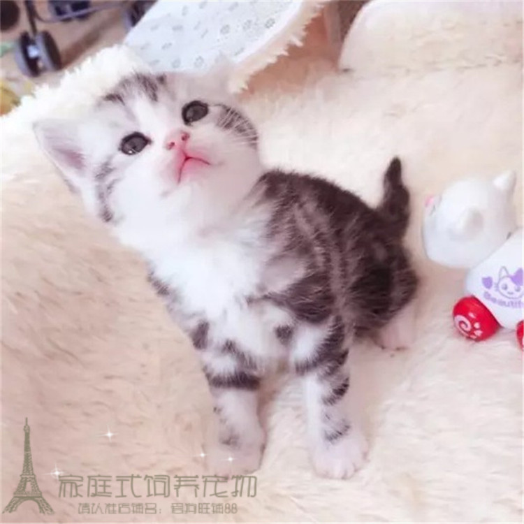 出售美短加白起司猫美国短毛猫纯种活体幼猫宠物猫 美国短毛猫p