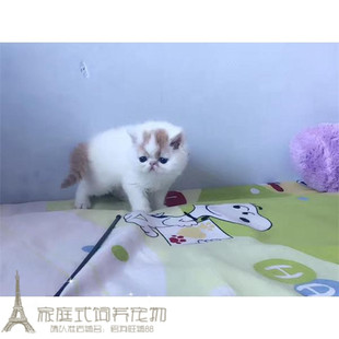 家庭饲养加菲猫宠物猫咪异国短毛猫幼猫纯种加菲幼猫活体妹妹p