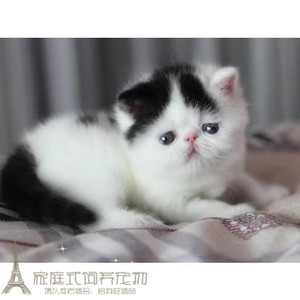 出售赛级加菲猫宠物猫异国短毛猫纯种加菲幼猫活体宠物加菲猫g