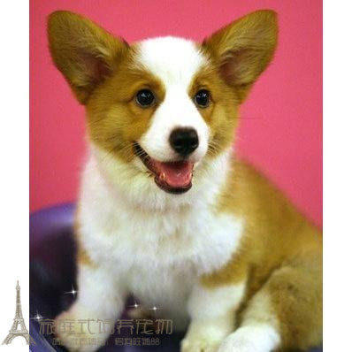 两色三通柯基纯种幼犬威尔士柯基犬狗狗小短腿血统纯正赛级家养p
