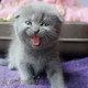 纯种蓝猫折耳猫幼猫活体 根折纯种英短蓝猫p 苏格兰折耳蓝猫