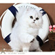 阿华猫舍赛级活体宠物幼猫金吉拉长毛猫金吉拉家养活体幼崽宠物p