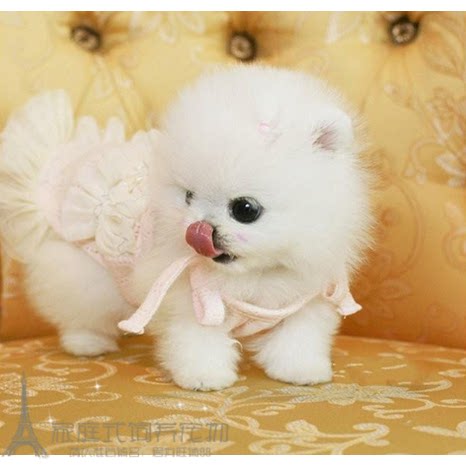 家养纯种博美幼犬/长不大袖珍犬/迷你狐狸/宠物狗/可上门挑dw