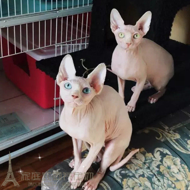 赛级家养斯芬克斯 宠物小猫咪加拿大无毛猫活体幼猫 纯种包健康p