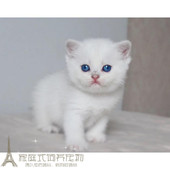 幼猫纯种猫英国短毛猫家养宠物猫咪英短银色渐层幼猫母猫活体p