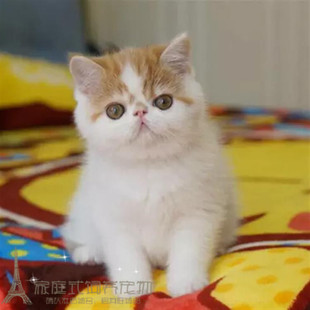 出售加菲猫活体纯种加菲猫宠物幼猫幼崽异国短毛猫包健康可上门p