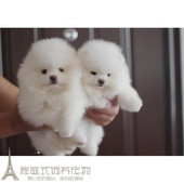 纯白色博美犬纯种茶杯博美日本俊介袖 珍球体博美幼犬狗11p