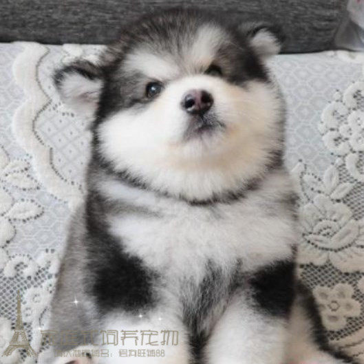 只售家养双血统灰色桃脸阿拉斯加雪橇犬幼犬活体宠物狗DDp