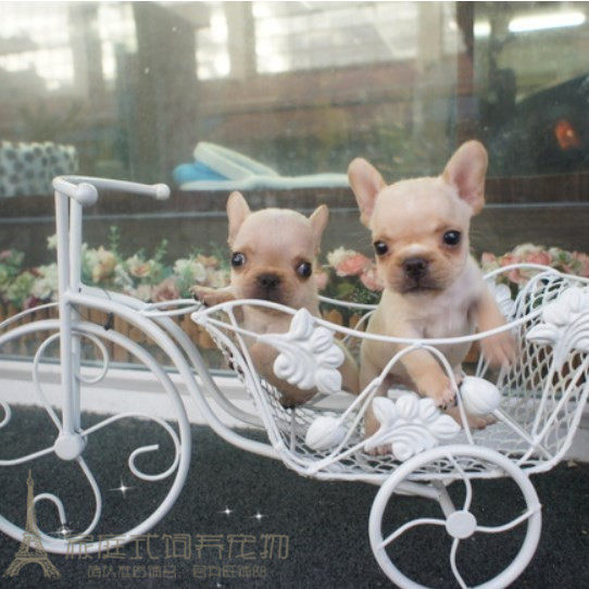 赛级家养奶油法国斗牛犬幼犬活体宠物狗纯种法斗幼犬法牛支付宝p