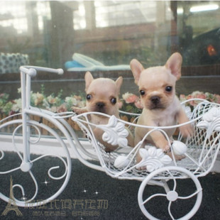 赛级家养奶油法国斗牛犬幼犬活体宠物狗纯种法斗幼犬法牛支付宝p
