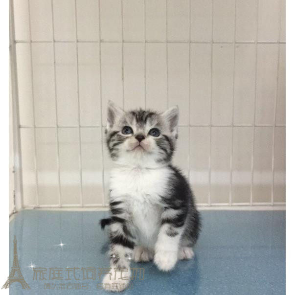 赛级美短加白短毛猫家养活体幼猫宠物猫银虎斑纯种加白起司猫g