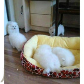 纯白色博美犬纯种茶杯博美日本俊介袖 珍球体博美幼犬狗44p