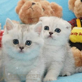 银渐层 纯种出售 英国短毛猫 英短 小折耳活体p 自家繁殖