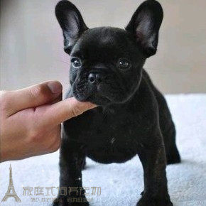 赛级级法国斗牛犬幼犬经典纯黑法斗宠物健康纯种p