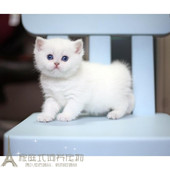 赛级英短渐层英国短毛猫银渐层幼猫纯种家养渐层宠物猫活体出售p