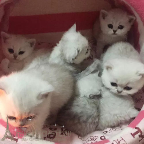 纯种活体渐层英国短毛猫