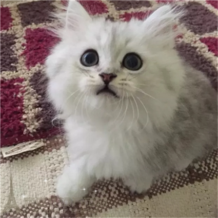 金吉拉幼猫金吉拉猫纯种家养幼猫长毛猫纯种金吉拉宠物猫活体g