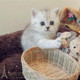 出售赛级英国短毛猫英短银渐层纯种渐层幼猫立耳渐层活体宠物猫p