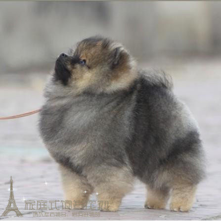 赛级纯种奶油色博美犬幼犬活体日本俊介犬袖珍迷你犬长不大博美p