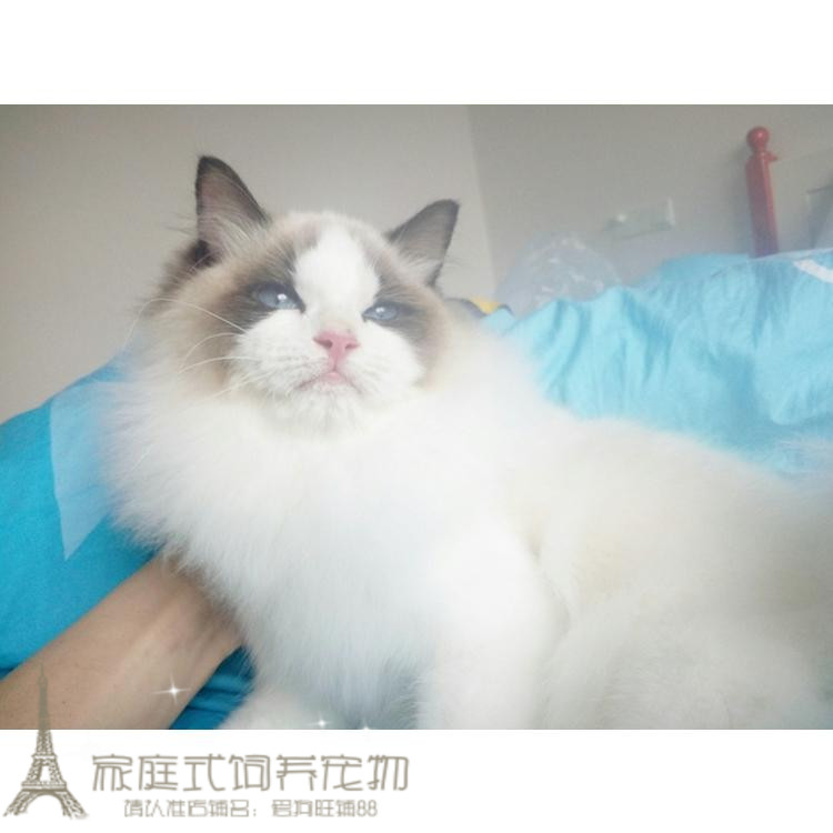 cfa赛级布偶猫活体布偶猫幼猫活体宠物活体小猫家养双