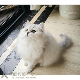 出售赛级金吉拉幼猫长毛猫纯种家养银渐层金吉拉宠物猫活体猫咪p