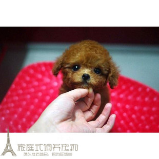 纯种泰迪犬幼犬贵宾狗狗赛级紫红色茶杯小体贵宾泰迪犬活体家养p