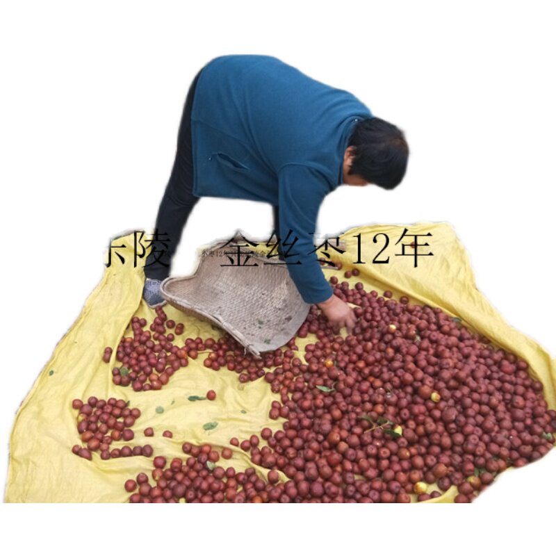 2022年蒸枣枣王款蒸枣限量100发行山东乐陵圆铃紫枣婆枣5斤包邮