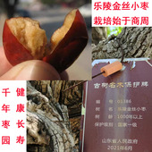 山东特产乐陵金丝小枣粽子煮粥红枣孕妇适用富硒地非沧州新疆