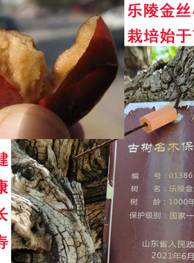 山东乐陵特级粽子发货金丝小枣
