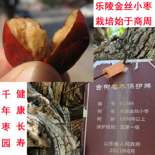 山东特产乐陵金丝小枣粽子煮粥红枣孕妇适用富硒地非沧州新疆