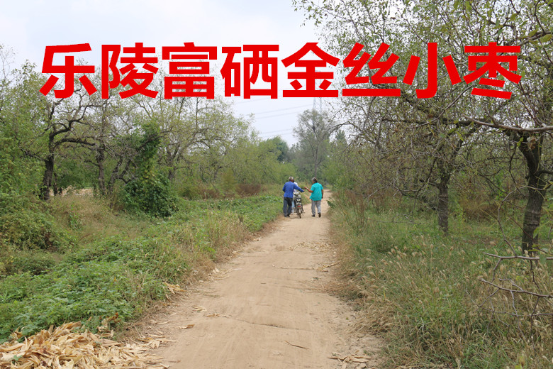 春节礼品乐陵金丝小枣山东特产5斤100元