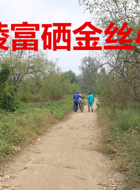 春节礼品乐陵金丝小枣山东特产5斤100元