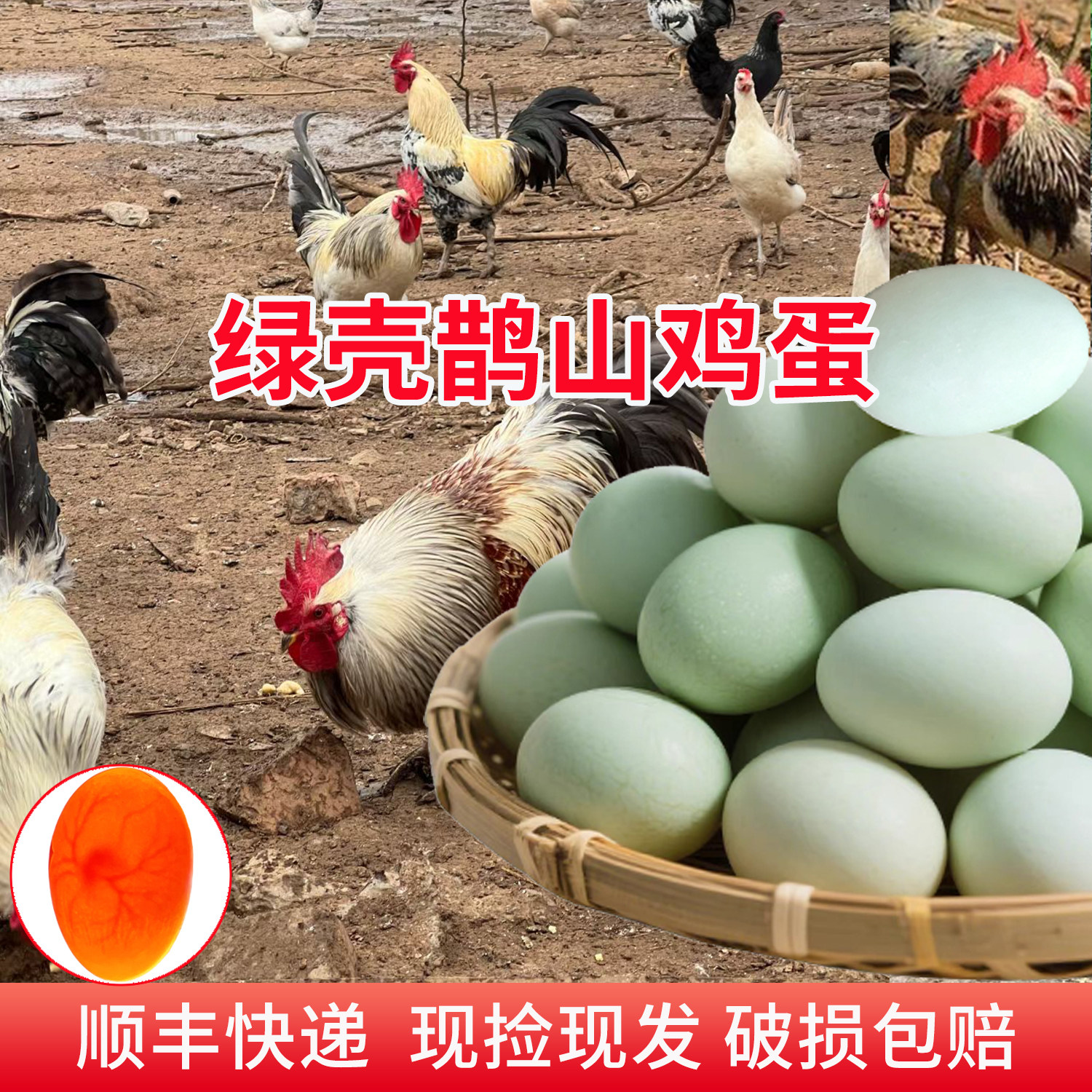 正宗绿壳鹊山鸡散养抱窝蛋现捡
