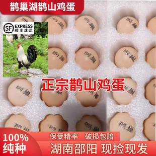 纯种鹊山鸡蛋自然放养包100%好品质精品鸡蛋不纯包赔现捡顺丰包邮