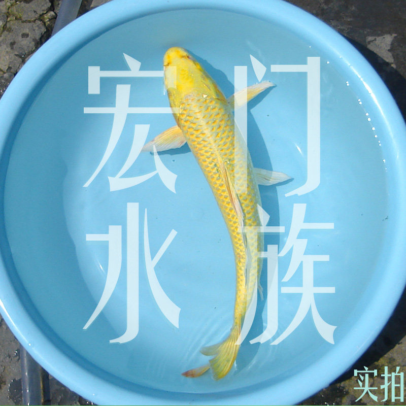 纯种日本活体锦鲤巨型观赏鱼