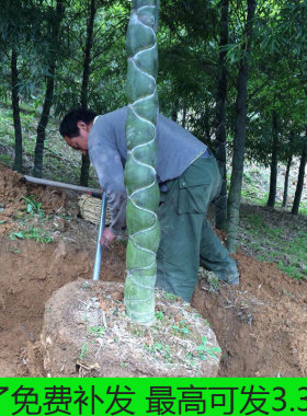 龟背竹庭院工程乌龟高档绿化苗