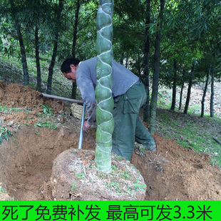 龟甲竹盆景龟背竹竹苗庭院工程苗龙鳞竹乌龟竹盆栽绿化苗高档观赏