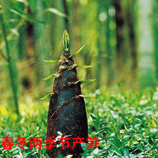 楠竹 毛竹苗大型楠竹种庭院竹子根春冬笋竹四季食用粗竹北方植物