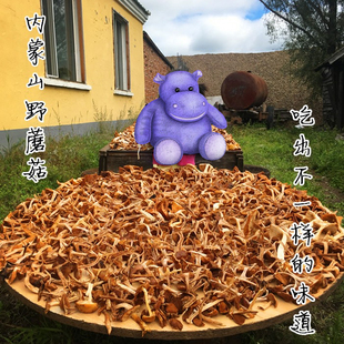 内蒙古榛蘑野生榛蘑菇头茬东北蘑菇特选香浓小鸡炖山野蘑500克香