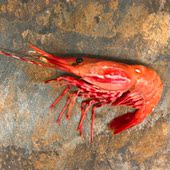 24只 号日料刺身食材 规格20 超低温加拿大牡丹虾1公斤装